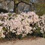 Clematis witroze groenblijvend